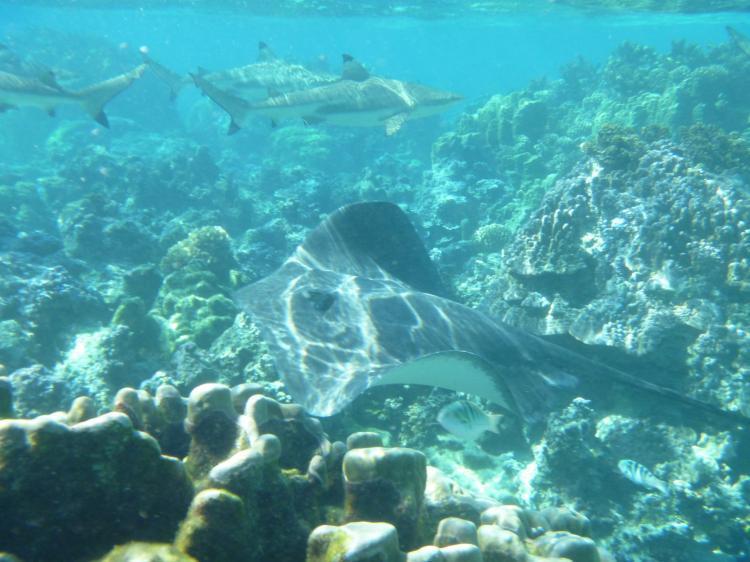 Green Lodge Moorea Temae Bagian luar foto
